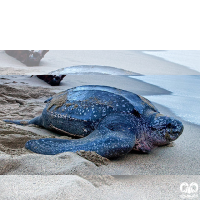 گونه لاکپشت چرمی Leatherback Turtle